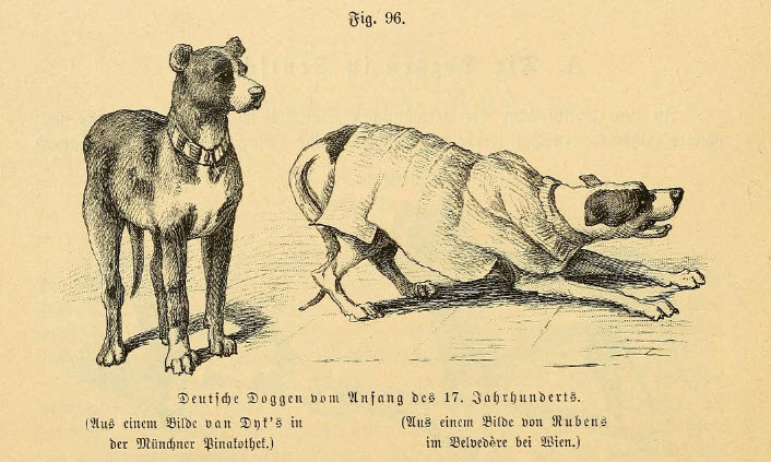 Deutsche Doggen vom Anfang des 17. Jahrhunderts.