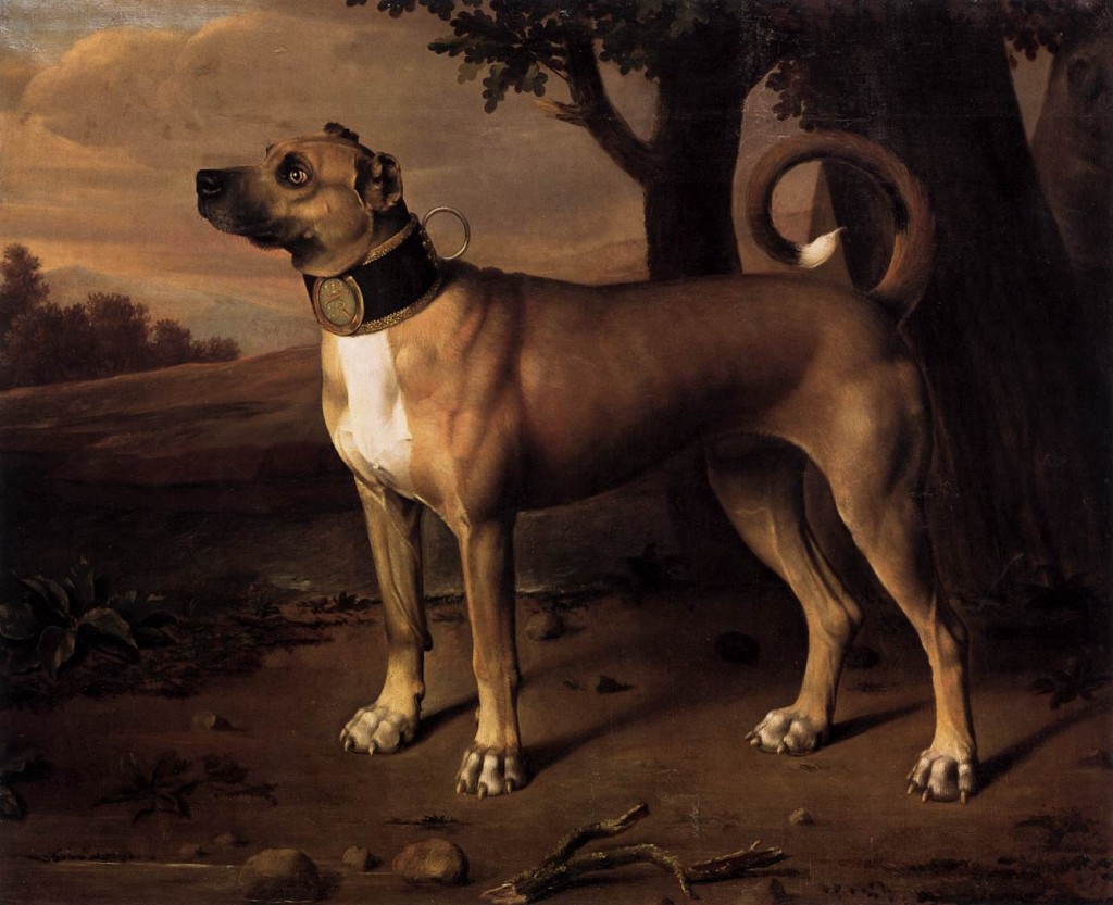 Dogge als Kammerhund