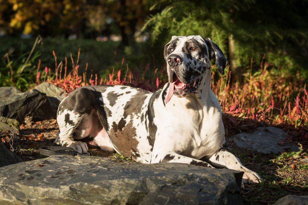 Dogge Kaufen - MeineDogge.de