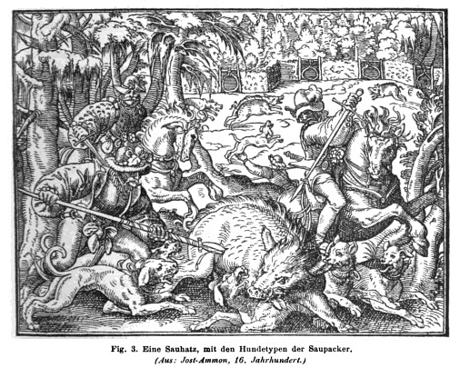 Wildschweinjagd mit Doggen - 16. Jahrhundert