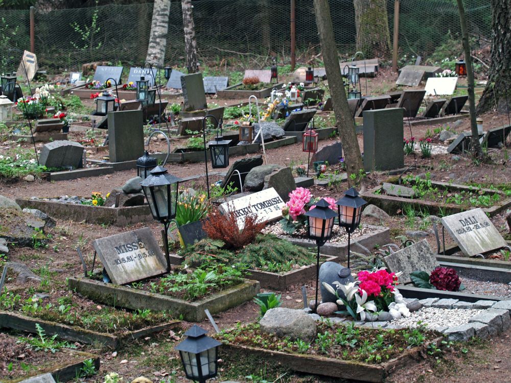 Die Dogge auf dem Tierfriedhof begraben.