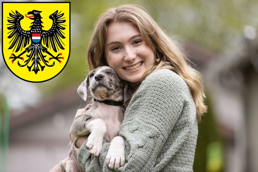 Dogge Züchter mit Welpen Heilbronn, Baden-Württemberg