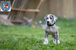 Mehr über den Artikel erfahren Dogge Züchter und Welpen in Bad Ems