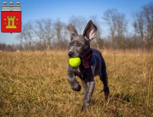 Mehr über den Artikel erfahren Dogge Züchter und Welpen in Bitburg