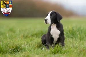 Mehr über den Artikel erfahren Dogge Züchter und Welpen in Brake (Unterweser)