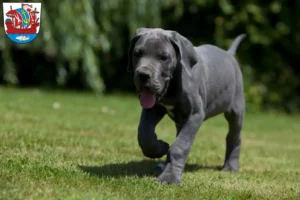 Mehr über den Artikel erfahren Dogge Züchter und Welpen in Bremerhaven