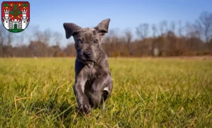 Mehr über den Artikel erfahren Dogge Züchter und Welpen in Eichstätt