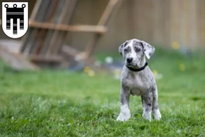 Mehr über den Artikel erfahren Dogge Züchter und Welpen in Feldkirch