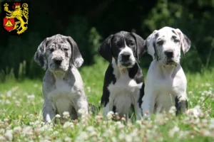 Mehr über den Artikel erfahren Dogge Züchter und Welpen in Frankenthal (Pfalz)