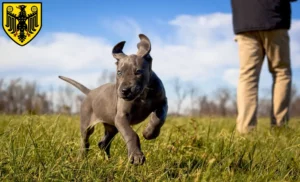 Mehr über den Artikel erfahren Dogge Züchter und Welpen in Goslar