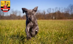 Mehr über den Artikel erfahren Dogge Züchter und Welpen in Gotha