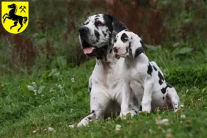 Mehr über den Artikel erfahren Dogge Züchter und Welpen in Herne