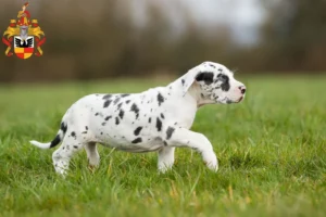 Mehr über den Artikel erfahren Dogge Züchter und Welpen in Hildesheim