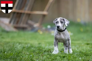 Mehr über den Artikel erfahren Dogge Züchter und Welpen in Konstanz