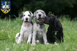 Mehr über den Artikel erfahren Dogge Züchter und Welpen in Korbach