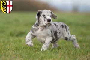 Mehr über den Artikel erfahren Dogge Züchter und Welpen in Memmingen