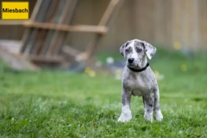 Mehr über den Artikel erfahren Dogge Züchter und Welpen in Miesbach