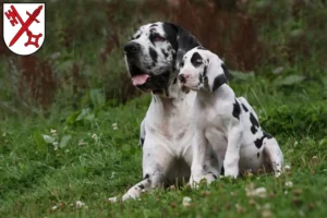 Mehr über den Artikel erfahren Dogge Züchter und Welpen in Naumburg (Saale)