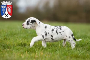 Mehr über den Artikel erfahren Dogge Züchter und Welpen in Oberhausen