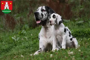 Mehr über den Artikel erfahren Dogge Züchter und Welpen in Pinneberg