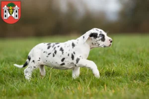 Mehr über den Artikel erfahren Dogge Züchter und Welpen in Plauen