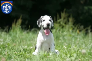 Mehr über den Artikel erfahren Dogge Züchter und Welpen in Regen (Stadt)