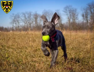 Mehr über den Artikel erfahren Dogge Züchter und Welpen in Reutlingen