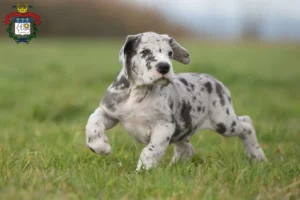 Mehr über den Artikel erfahren Dogge Züchter und Welpen in Saarlouis