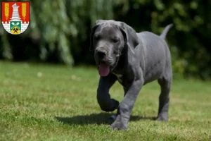 Mehr über den Artikel erfahren Dogge Züchter und Welpen in Salzgitter