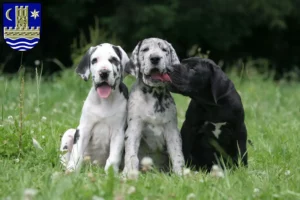 Mehr über den Artikel erfahren Dogge Züchter und Welpen in Schleswig