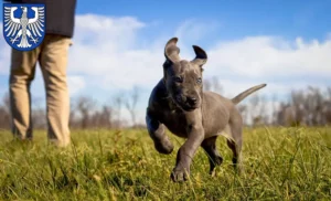 Mehr über den Artikel erfahren Dogge Züchter und Welpen in Schweinfurt