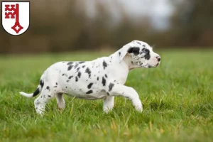 Mehr über den Artikel erfahren Dogge Züchter und Welpen in Soest