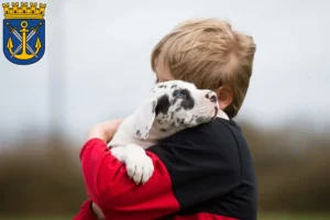 Mehr über den Artikel erfahren Dogge Züchter und Welpen in Solingen