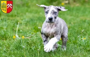 Mehr über den Artikel erfahren Dogge Züchter und Welpen in Sonthofen