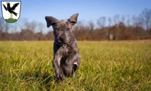 Mehr über den Artikel erfahren Dogge Züchter und Welpen in Starnberg