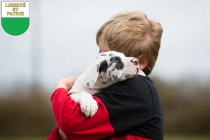 Mehr über den Artikel erfahren Dogge Züchter und Welpen in Waadt