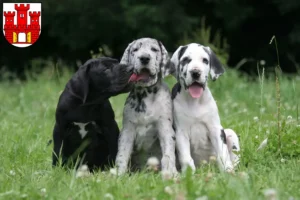 Mehr über den Artikel erfahren Dogge Züchter und Welpen in Weilheim in Oberbayern